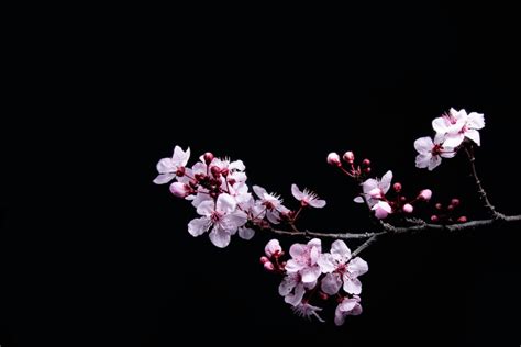 cherry blossom black background|dark cherry blossom wallpaper.